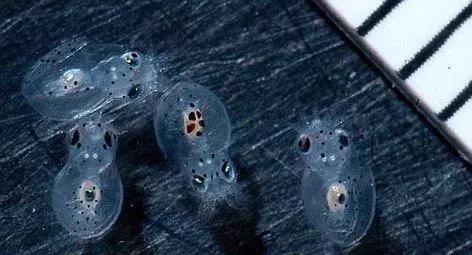 蔑视中心法则的章鱼,章鱼哥智商逆天