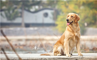怎么改掉金毛拆家的毛病,如何改掉金毛乱拉的毛病