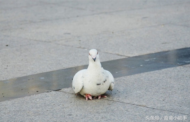 鸽子突然变瘫短时间死亡,鸽子突然变成僵尸的原因