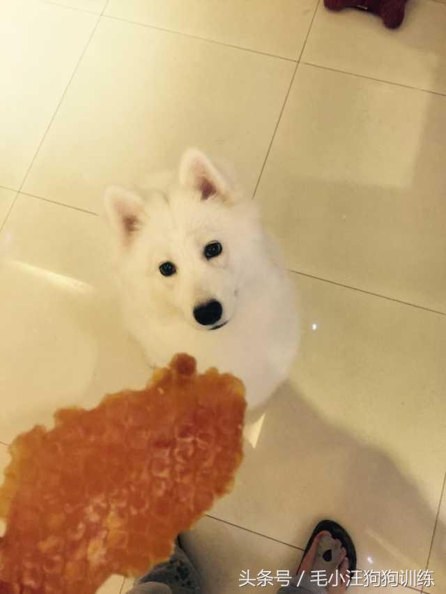 先天性疾病萨摩耶,小萨摩耶得了犬瘟和细小