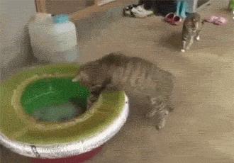 蔑视中心法则的章鱼,章鱼哥智商逆天