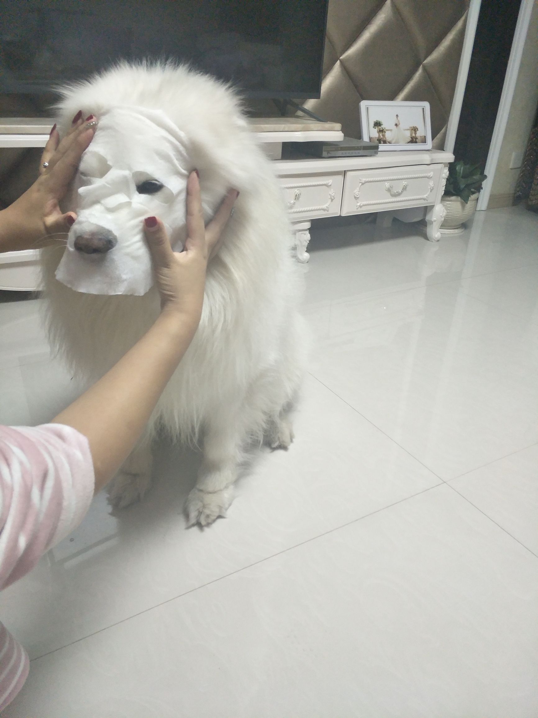 面膜贴过了舍不得扔？没关系，别浪费赏给家里的狗子吧！