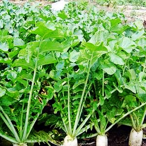 来肇庆端州旅游去哪玩,去肇庆市旅游带什么手信