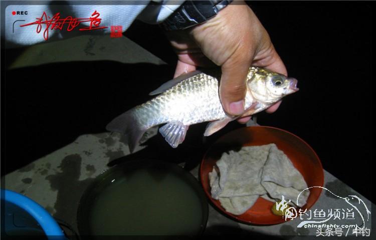 蝙蝠老是来屋里怎么赶走,蝙蝠来屋里怎么办