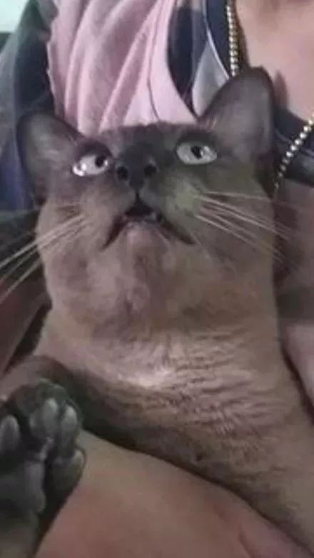 在家敷了片面膜，被狗子看到后，竟被...