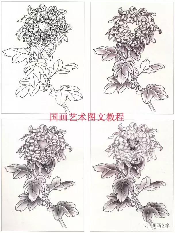 工笔菊花画法步骤示范,工笔菊花设色步骤