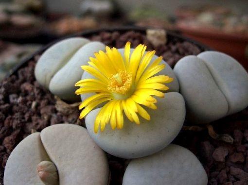 生石花怎么养才会开花快一点,多肉生石花介绍怎么养护会开花