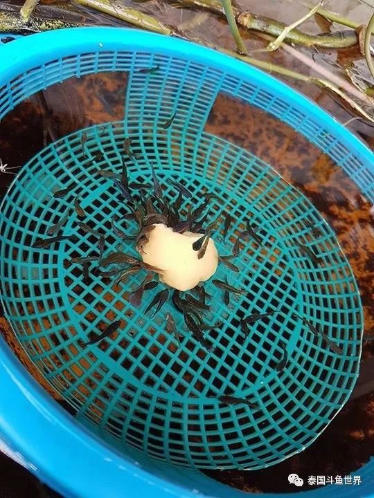 泰国斗鱼两日游攻略,泰国顶级斗鱼渔场两日游