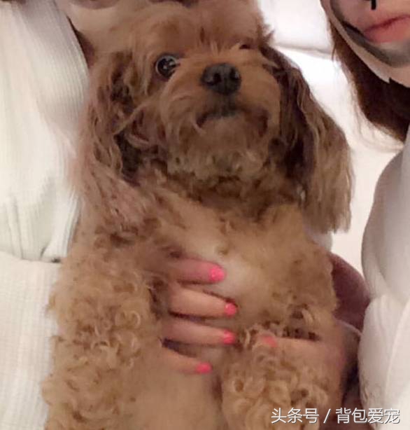 狗与面膜不可兼得，看到主人敷面膜...汪星人夺门而逃！