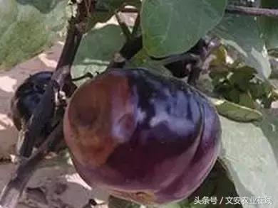 茄子的种植和管理及病虫害的防治,茄子蚜虫