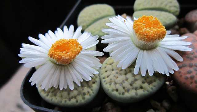 生石花怎么养才会开花快一点,多肉生石花介绍怎么养护会开花