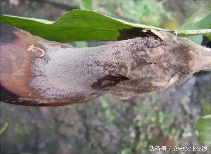茄子的种植和管理及病虫害的防治,茄子蚜虫
