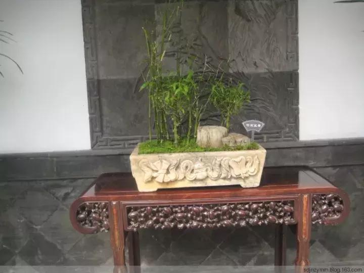 罗汉竹盆景修剪造型,罗汉竹盆景怎么养护和修剪