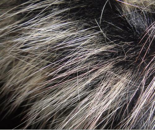 你衣服上的毛领是真的么,买的值不值?教你识别毛领的真假贵贱!