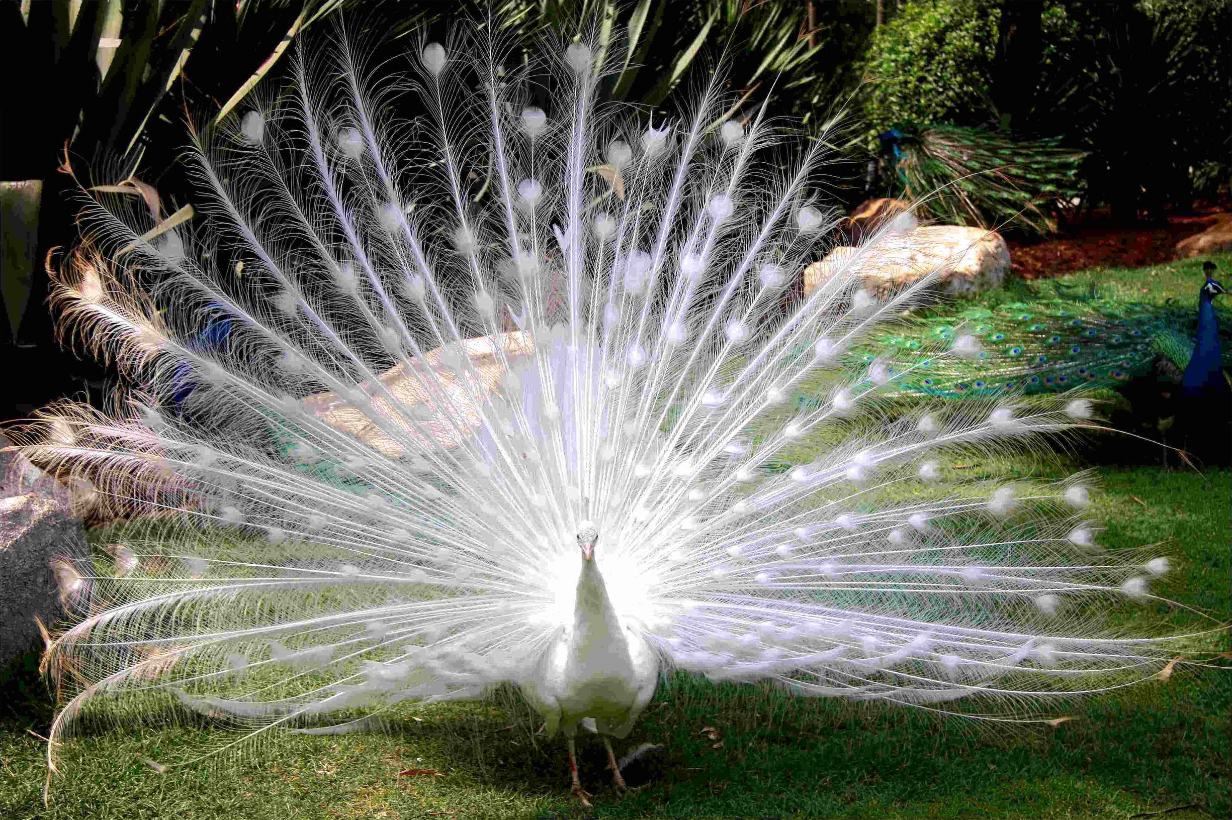 没有买卖就没有杀害!为了利益,商人们盯上了孔雀和它们的蛋……