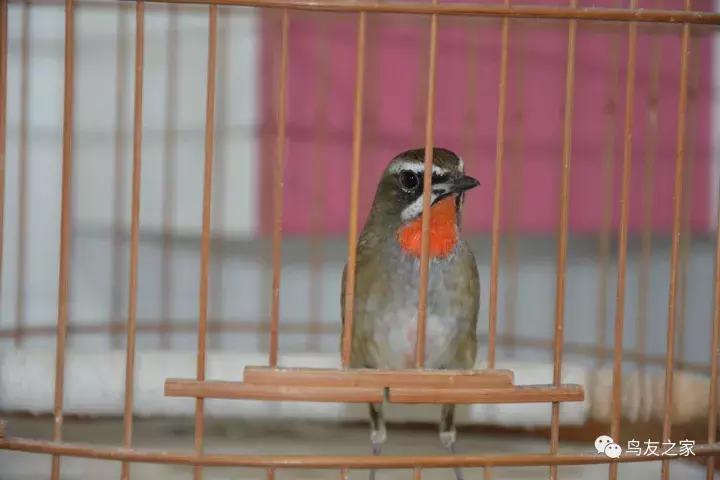 闲聊养鱼技巧大全,闲聊冬季野钓