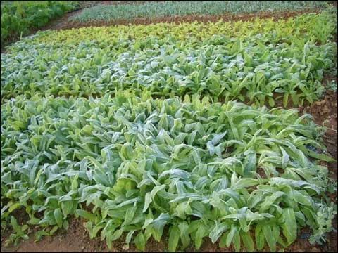 蔬菜喷什么药防冻害,露地蔬菜怎么防止冻害