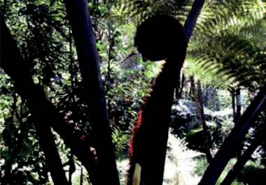 在新西兰我连吃两顿杭伊，还和毛利武士干了一架|出发吧