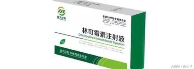 治猪病的草药,什么药能治猪的百病