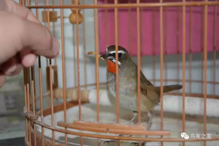 闲聊养鱼技巧大全,闲聊冬季野钓