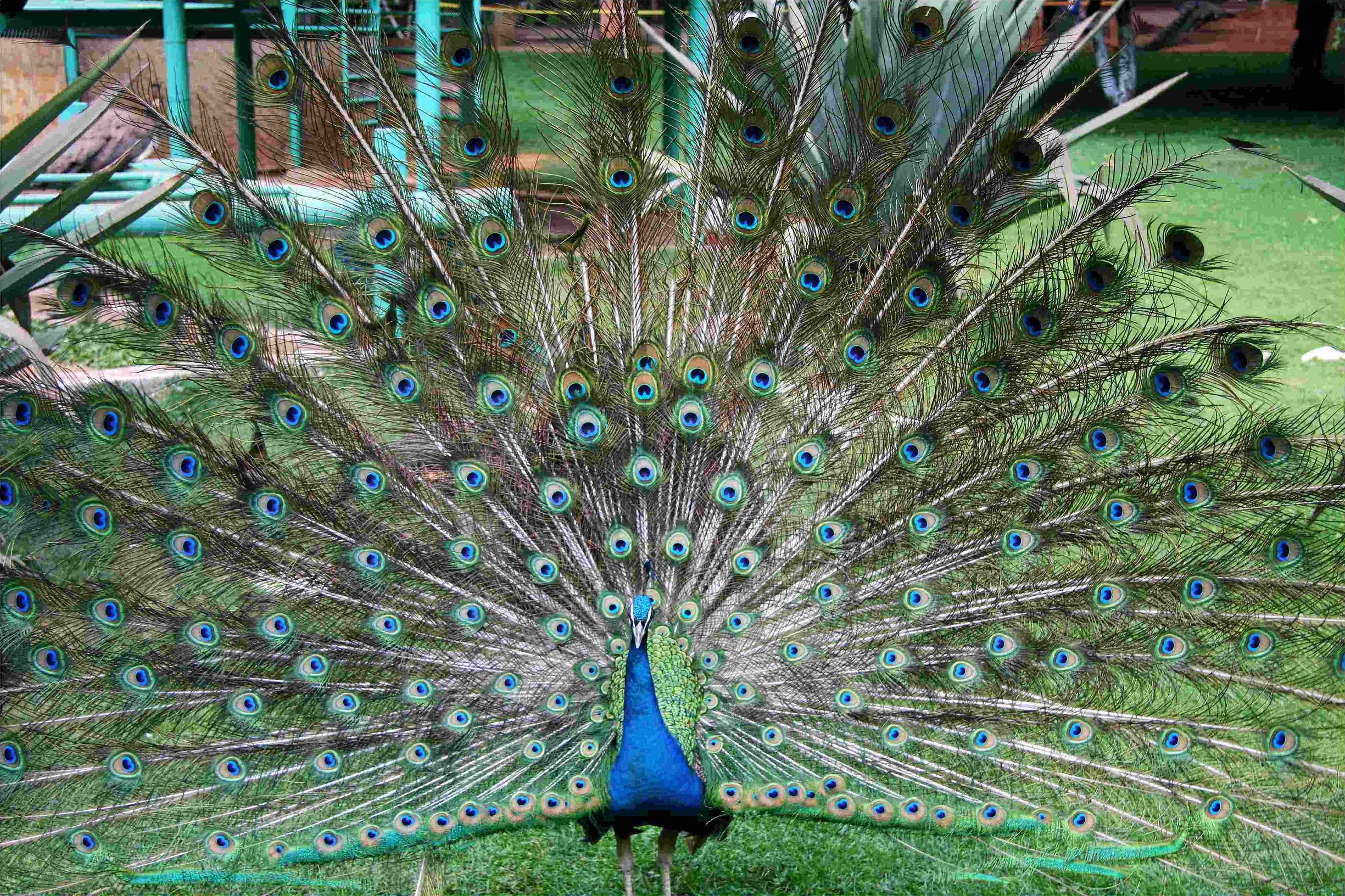 没有买卖就没有杀害!为了利益,商人们盯上了孔雀和它们的蛋……