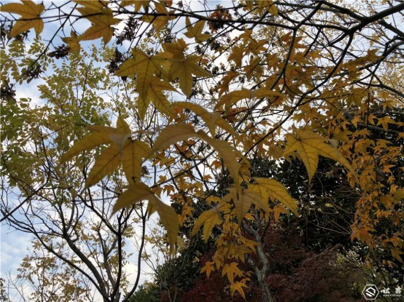 最惊艳的手机iphonex,iphonex亮相到底有多惊艳