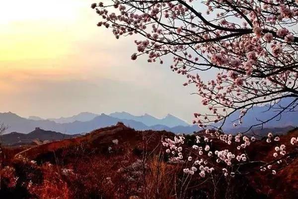 逛切北京最全花节汇总整理！收藏起来慢慢看！