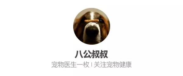 涨姿势·产后乳腺炎，母犬健康杀手！
