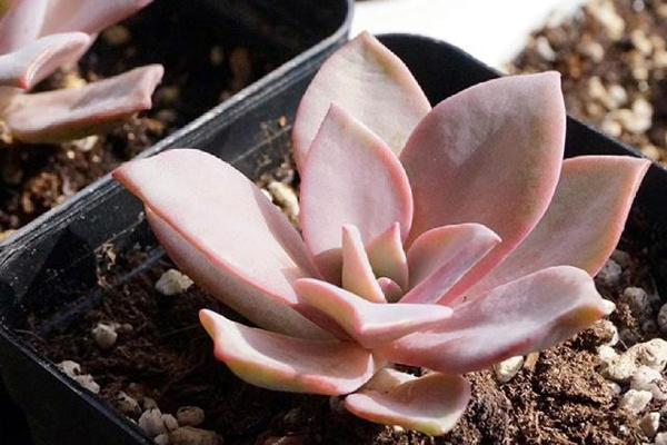 无“肉”不欢！10种好看又便宜的多肉！