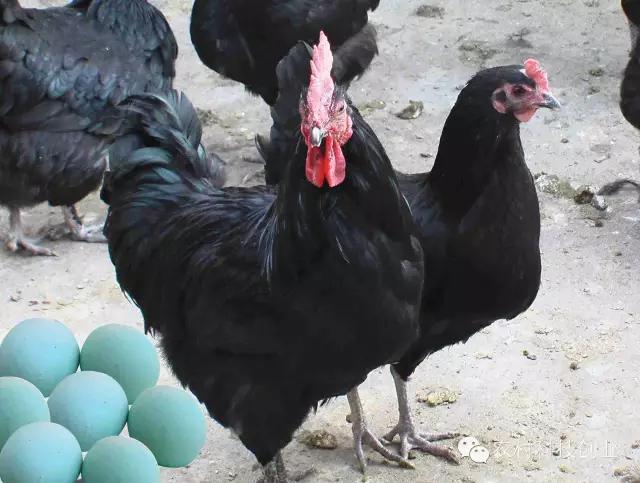 农村新商机小本创业,适合农村创业的小本点子