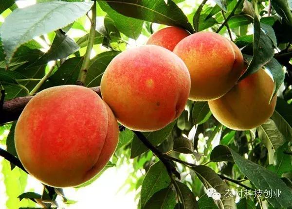 农村新商机小本创业,适合农村创业的小本点子