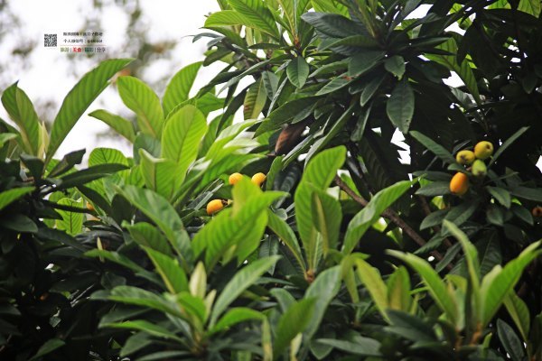 有一种春天叫牡丹花开,有一种春天叫花开艳丽