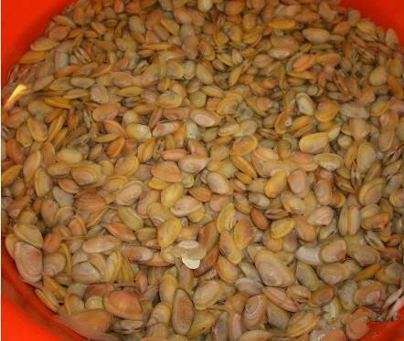 那些不认识的海鲜小干货,超级干货2022