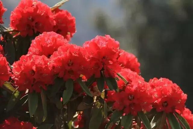 人间四月天，醉美是寻甸！