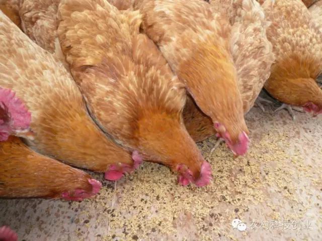 适合农村创业的小本点子,12个适合农村创业的小本项目