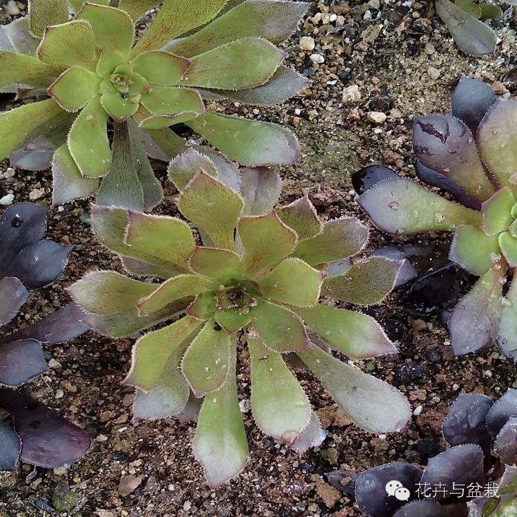 黑法师开花后怎么处理,黑法师花怎么养