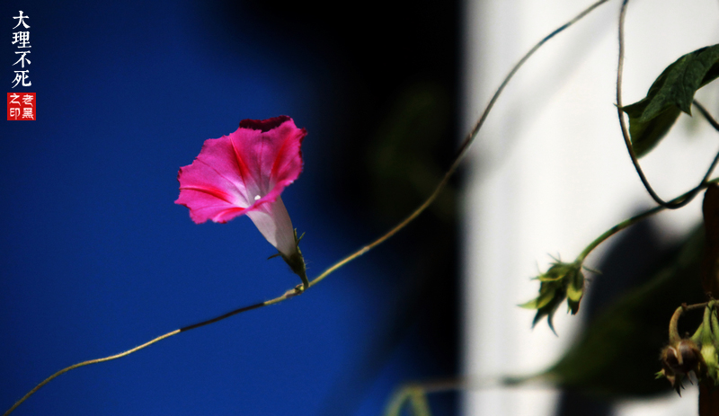 观察|大理不会死，人才会——人民路的故事