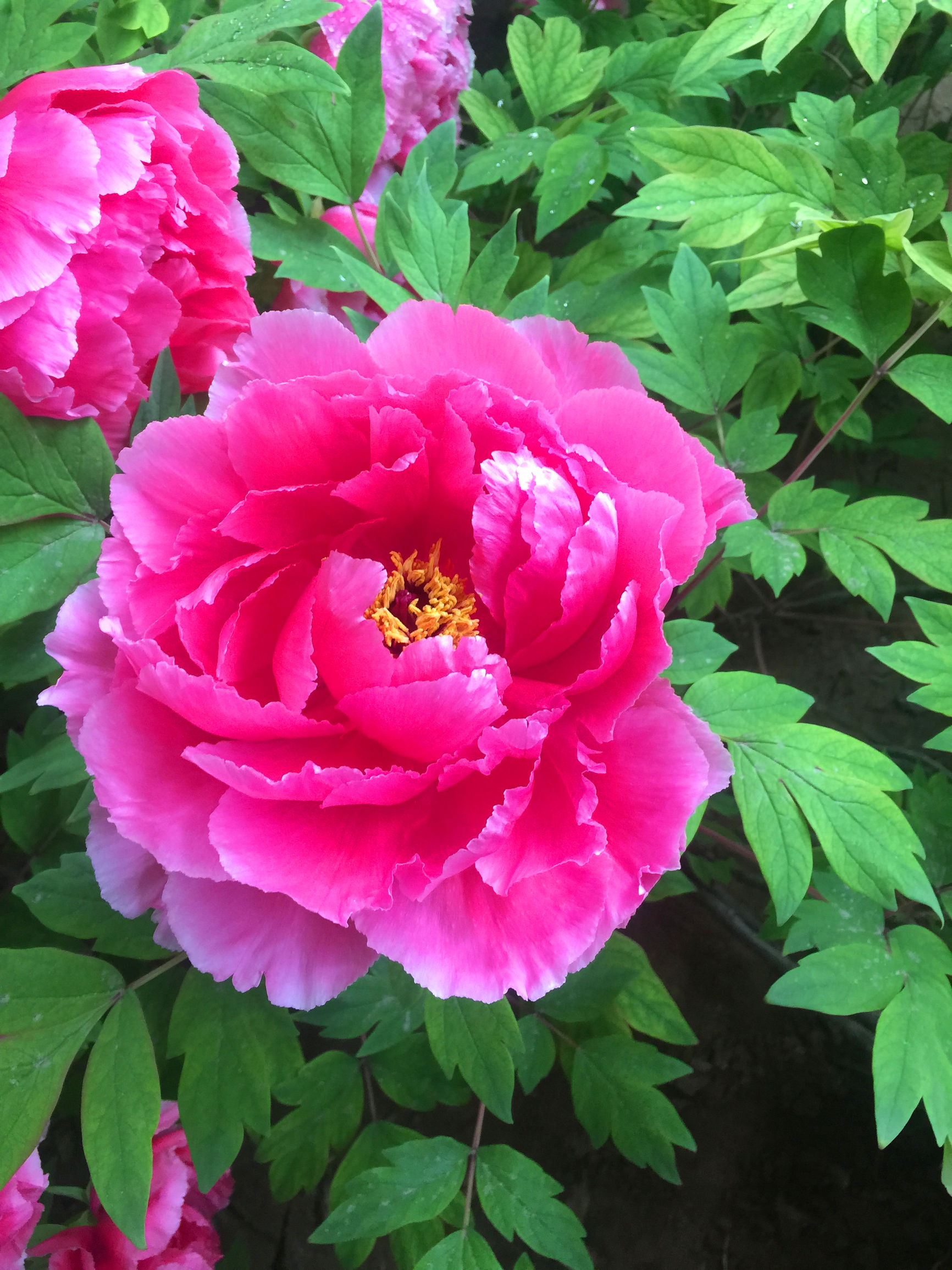 鍥借壊澶╅鍏冨娲诲姩,鍥借壊澶╅鐗′腹鑺变細