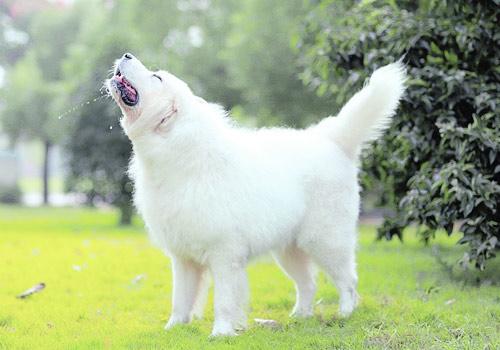 北极比利牛斯山大白熊,比利牛斯大白熊犬