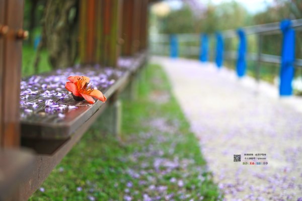 有一种春天叫牡丹花开,有一种春天叫花开艳丽