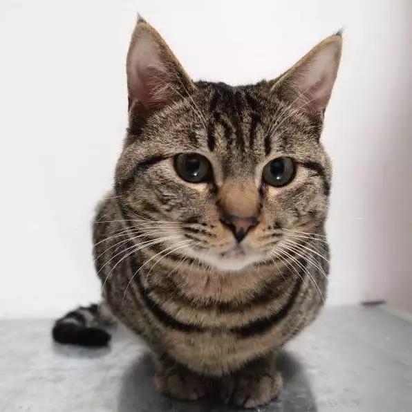 上海领养代替购买,上海领养孩子有补贴吗