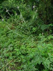 泌尿系结石的中草药处方,中医治尿结石秘方