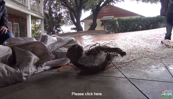 比特犬胆大的好还是胆小的好,比特犬成年了特别胆小怎么办
