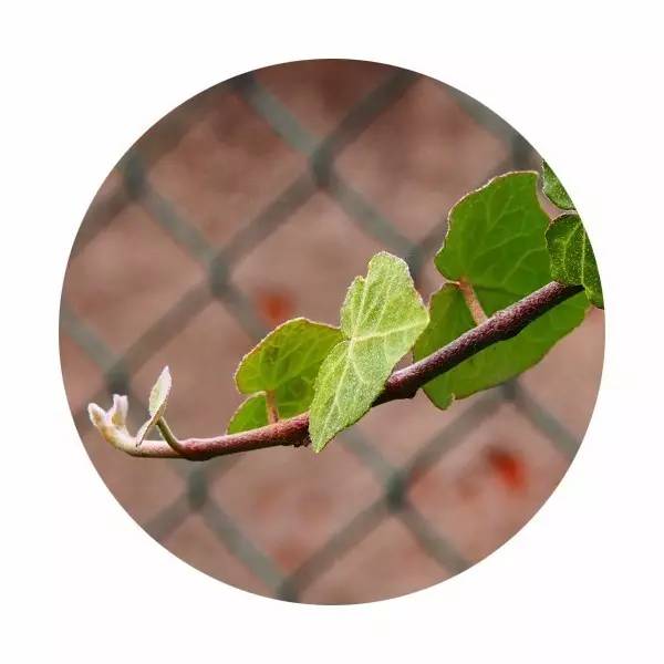 说文解字中关于颜色,说文解字青