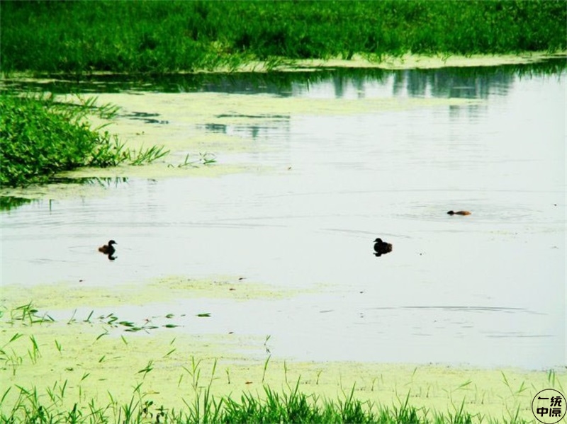这些字儿都不认识,你是河南人吗?