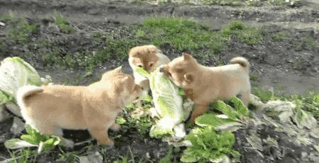 萨摩与哈士奇兄弟绝对是史上最逗B的组合