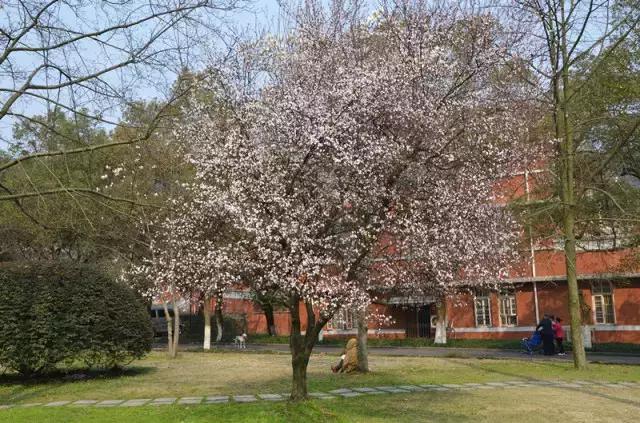 岳麓山最多的植物,岳麓山上的紫色花是什么花