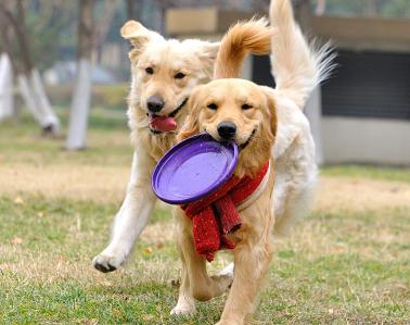 狗狗打嗝要注意可能是生病的前兆,狗狗生病的各种症状以及疗法