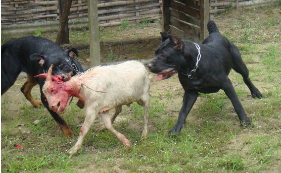 超级凶猛的加纳利犬,第一条加纳利犬