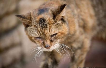 世上最老的猫是什么猫,世界上最老的猫吉尼斯世界纪录